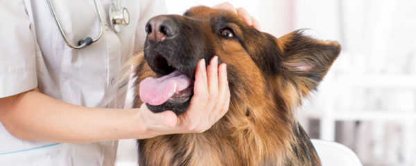 Mutuelle pour chien