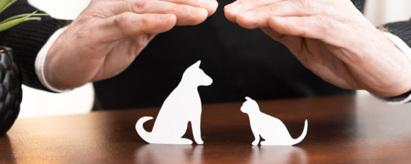 assurer son chien